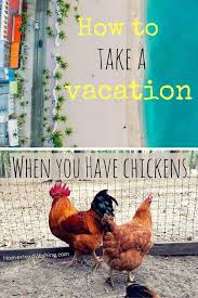 How Do You Take A Vacation When You Have Chickens Urban Chicken Farming Chickens Raising Chickens