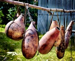 Image result for Lagenaria siceraria