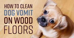 how to clean dog vomit on wood floors