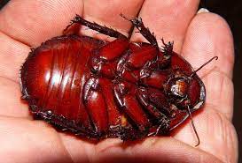The giant burrowing cockroach (macropanesthia rhinoceros) is also known as the rhinoceros cockroach, and queensland giant cockroach. Giant Burrowing Cockroaches Bush Heritage Australia