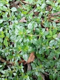 Image result for Alternanthera caracasana