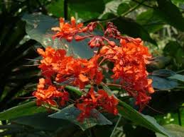 Image result for Clerodendrum buchananii