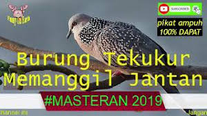 Masteran burung tekukur derkuku kelantan super. Download Suara Tekukur Pikat Jantan Mp3