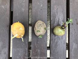 Check spelling or type a new query. Growing Food Potatoes Northern Homestead