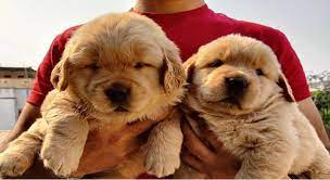 Reds and chocolates are also common colors of golden, but these are not considered as purebreds. Golden Retriever Price In Pune Golden Retriever Price Premium Pet House