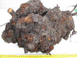 Image result for Rhizobium radiobacter, syn. Agrobacterium tumefaciens