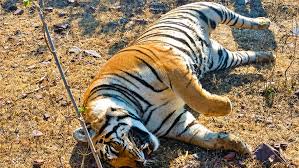 Tiger zinda hai, but kab tak? India's ...