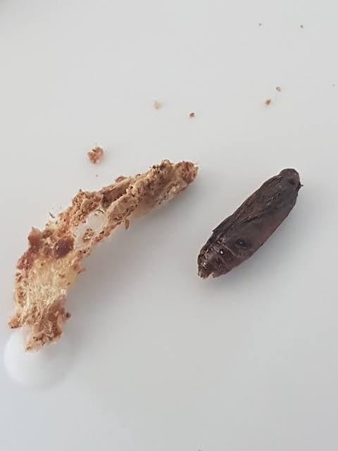 Anyone know what this could be that i found inside a pistachio shell today