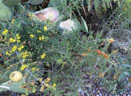 Image result for Janusia