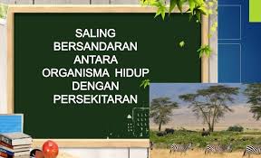 This video was made as part of a course project. Sains Ting2 Bab4 Saling Bersandaran Antara Organisma Quizizz