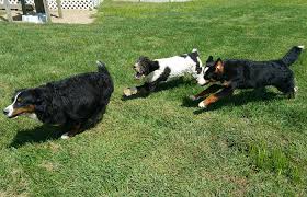 3 females all tricolor, and 2 males one tricolor and one black and white. Bernedoodle Faq S Shaneybrook Bernedoodles