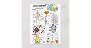 Shop human brain and central nervous system diagram poster created by wallarts. Human Brain And Central Nervous System Diagram Postcard Zazzle Com