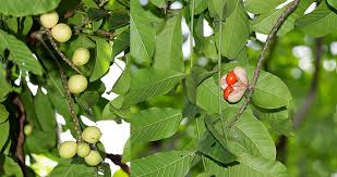 Image result for Aphanamixis