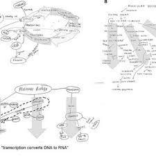 Rna and protein synthesis problem set. Pdf Dna Rna What Do Students Think The Arrow Means