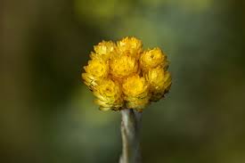 Image result for Helichrysum cephaloideum