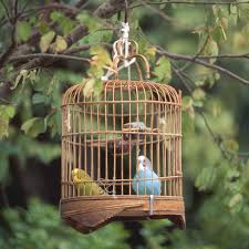 How to make a bird cage with wire in 10 simple steps sketch the design and estimate the size. Know The Risks Before You Diy A Bird Cage