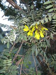 Image result for Sophora inhambanensis