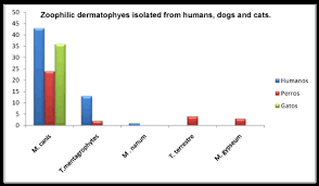 Microsporum Canis And Other Dermatophytes Isolated From