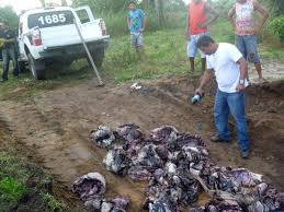 Policiais apreendem 129 quilos de carne de capivara em Soure