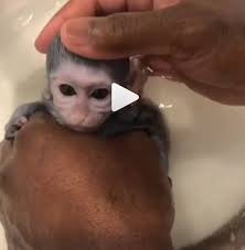 4.5 out of 5 stars. Baby Monkey Taking A Bath Holy Cuteness