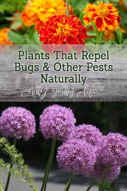 Considering this, what flowers keep bugs away from vegetables? 12 Plants That Repel Bugs And Other Annoying Pests Naturally