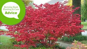 How To Plant Prune Fertilize Care For Burning Bush