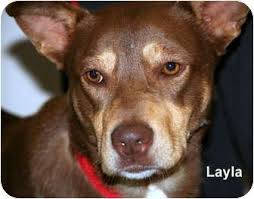 Gallatin Tn Australian Kelpie Australian Shepherd Mix Meet Layla A Dog For Adoption Australian Kelpie Dog Australian Kelpie Pets