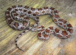 Pantherophis Guttatus Slowinskii Corn Snake Snake Colorful Snakes