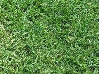 We did not find results for: Common Unhulled Bermuda Grass Seed Drought Tolerant Grass Seed Piedmont Farm Garden