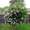 Browse our wide selection of beautiful accent trees, flowering shrubs, perennials & more. 1