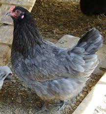 Olive Egger Olive Egger Chicken Chickens Backyard Best Egg Laying Chickens