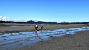 Lowest Tides Of The Year Bring Out Nanaimo Beachcombers