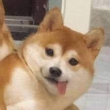 Tons of awesome doge meme wallpapers to download for free. Dog Icons On Tumblr
