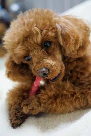 All About The Active Poodle Puppy And Kids Poodlebetina Partipoodle Miniaturepoodle Poodle Toy Poodle Poodle Puppy