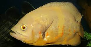 Rp 500.000 ikan oscar tiger batik + oscar albino. 7 Jenis Ikan Oscar Terpopuler Di Indonesia Iwak Galak