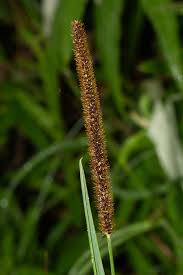 Image result for Setaria sphacelata