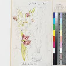 Image result for Gladiolus ecklonii