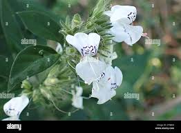 Image result for Hypoestes forskaolii