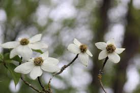 Bloom nature plant spring blossom garden flowers tree cornus 345 free images of dogwood / 4 ‹ › Five Petal Dogwood Flower Loisbiz Blipfoto