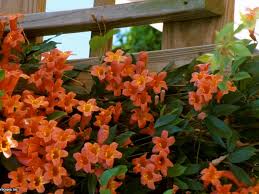 We offer zone 5 perennials that thrive in full sun or shade, partial shade, or alongside roads and walkways that are salted in the winter. 13 Flowering Vines For Year Round Color Hgtv
