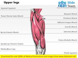 These muscles run from the lower spine and pelvis, join together, then attach by a tendon to the upper thigh. Upper Legs Anterior View Medical Images For Power Point