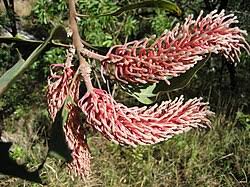 Image result for Faurea discolor