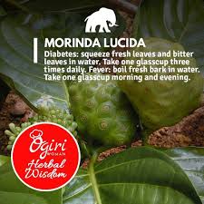 Image result for Morinda lucida