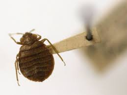 Worried about bed bug bites? 11 Myths About Bedbugs You Need To Stop Believing Pest Control Canada