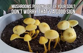 My friend just sent me some pictures and i was so impressed i asked if i could share them. Mushrooms Why They Re A Sign Of Healthy Soil Growace