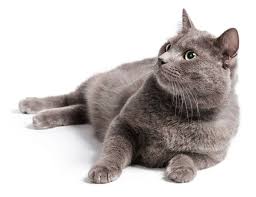 Collection by all creatures care cottage veterinary hospital. Veterinarian In South Bound Brook Vet Near You Happy Pets Veterinary Hospital