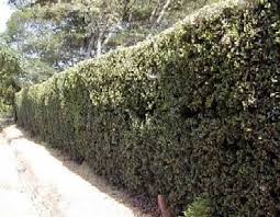 Image result for Cassinopsis ilicifolia