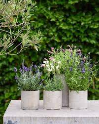 Lavendel Der Robuste Bienenliebhaber In 2020 Sommerpflanzen Lavendel Pflanzen