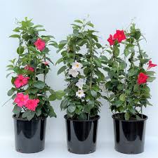 This plant has many uses including being used as a vine. 10 Mandevilla Terra Greenhouses