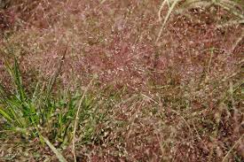 Image result for Eragrostis
